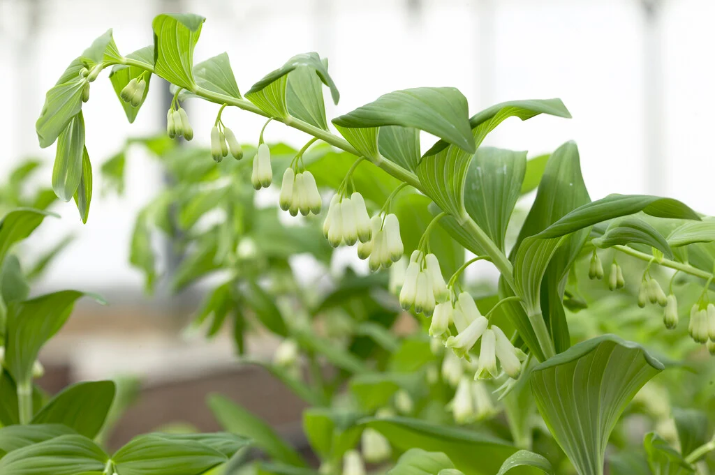 <p>Polygonatum x hybridum</p>