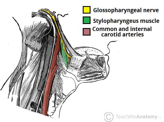 <p>stylopharyngeus muscle &amp; glossopharyngeal muscle </p>