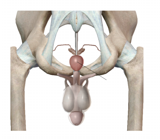 <p><span>Name the structure</span></p>