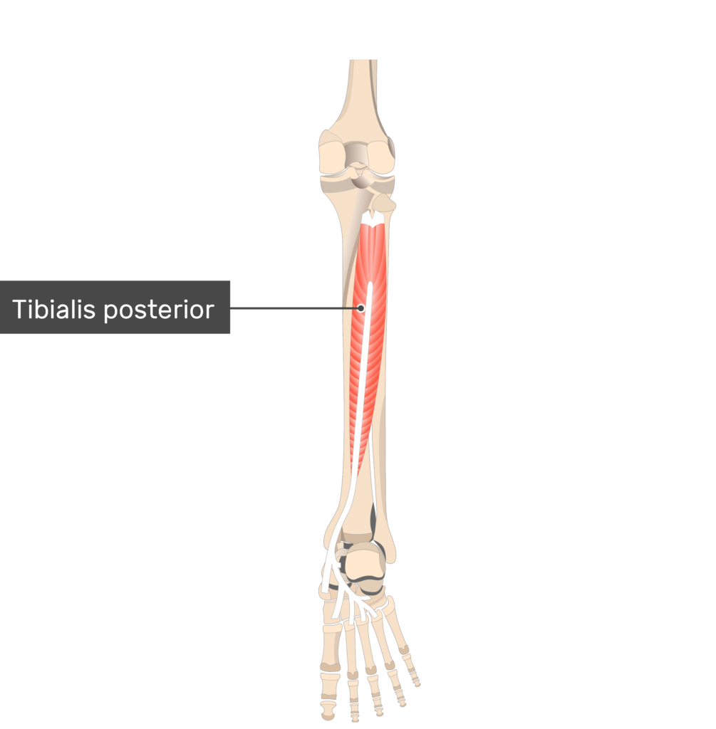 <p><strong>Ursprung</strong></p><p>Proximalt posteriort tibia</p><p>Fibula</p><p>Membrana interossea</p><p></p><p><strong>Fäste</strong></p><p>5 tarsalben:</p><ul><li><p>naviculare</p></li><li><p>cuboideum</p></li><li><p>cuneiforme I, II, III</p></li></ul><p>Metatarsale I-IV</p><p></p><p><strong>Funktion</strong></p><p>Inversion</p><p>Plantarflexion</p><p></p>
