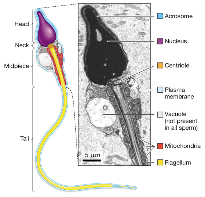 <p>What are the functions of the acrosome, nucleus, mitochondria, and flagellum in sperm?</p>