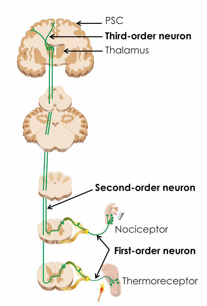<ul><li><p>In the thalamus</p></li></ul><p></p>