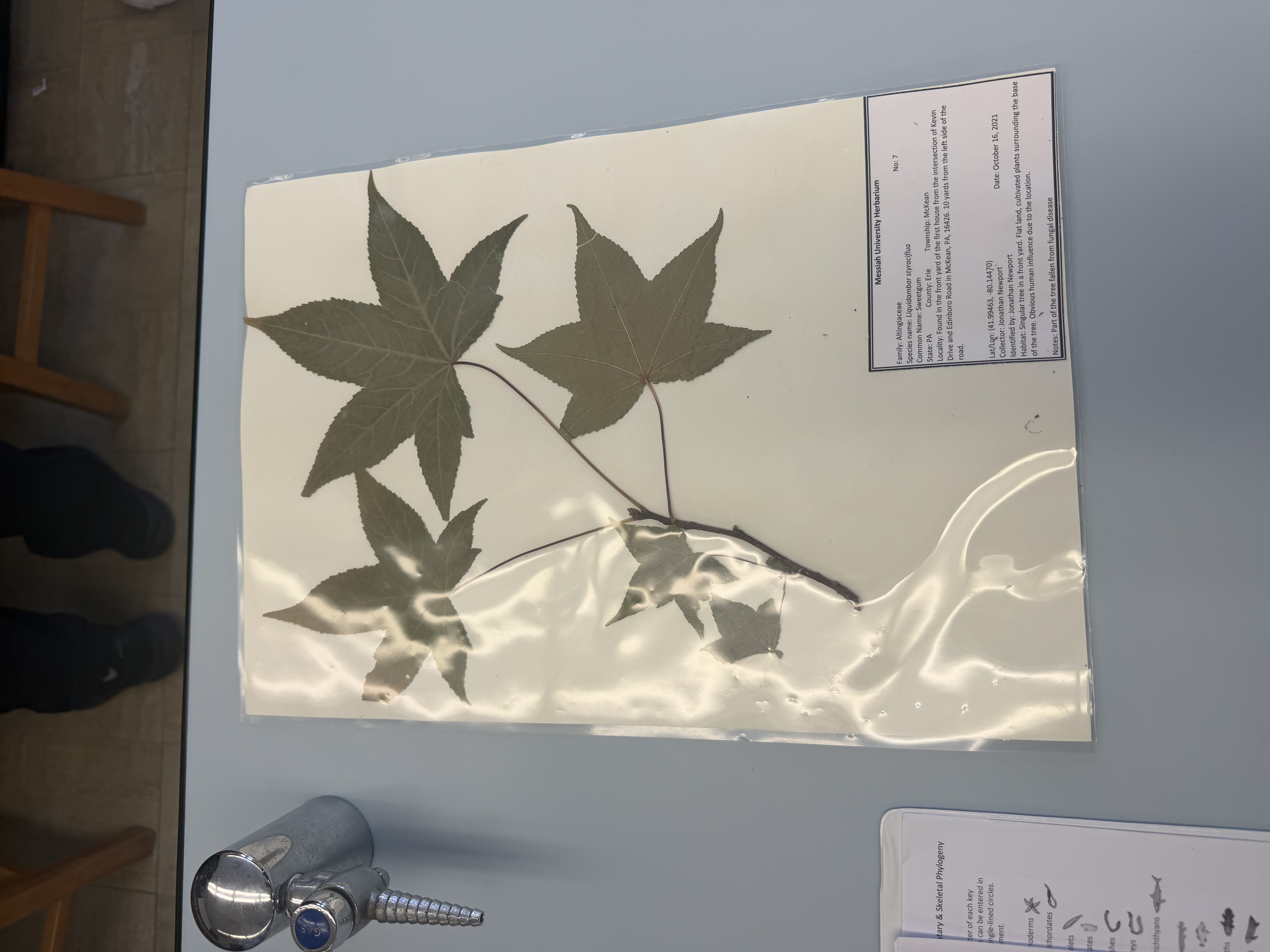 <p>liquidambar styraciflua</p>