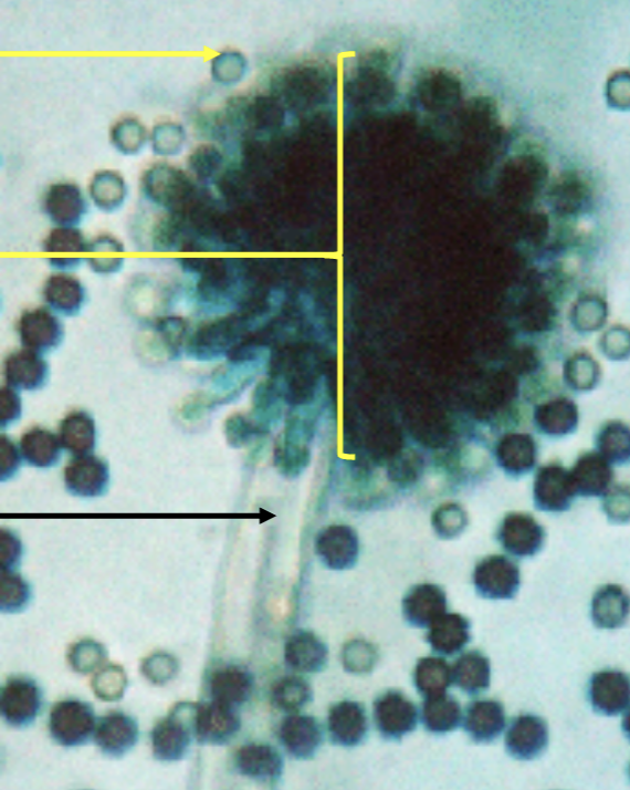 term image