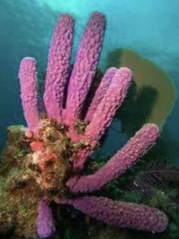 <p>asymmetrical; filter feeders; cells not differentiated into true tissues; lack true organs; triploblastic</p><p>(ex: sponges, <em>Grantia</em>)</p>