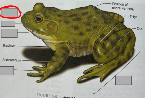 <p>What part of the organism is this?</p>