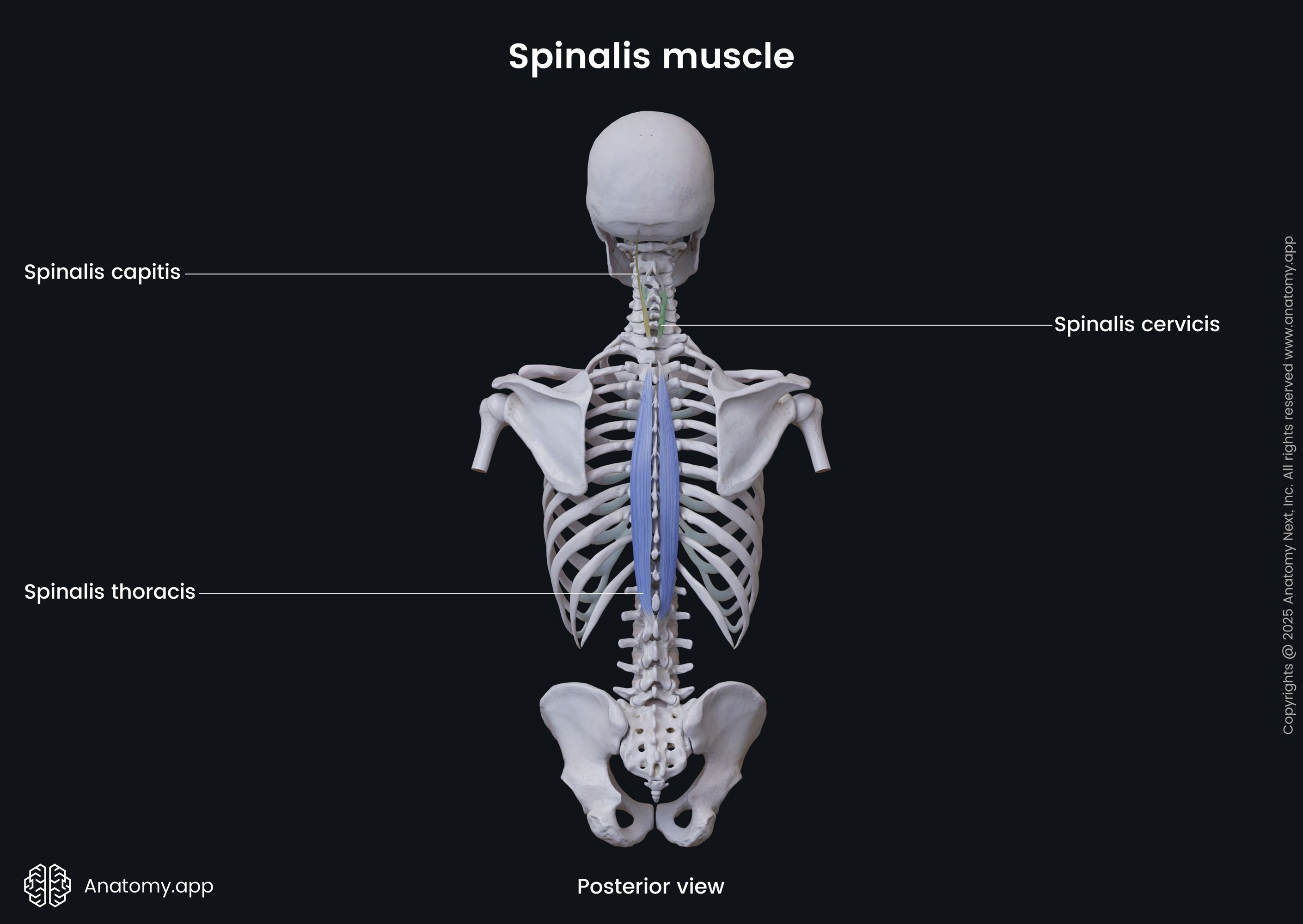 <p>spinalis</p>