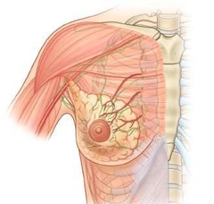 <p>Via anterior and lateral cutaneous branches of the second to sixth intercostal nerves; the nipple is innervated by the fourth intercostal nerve.</p>