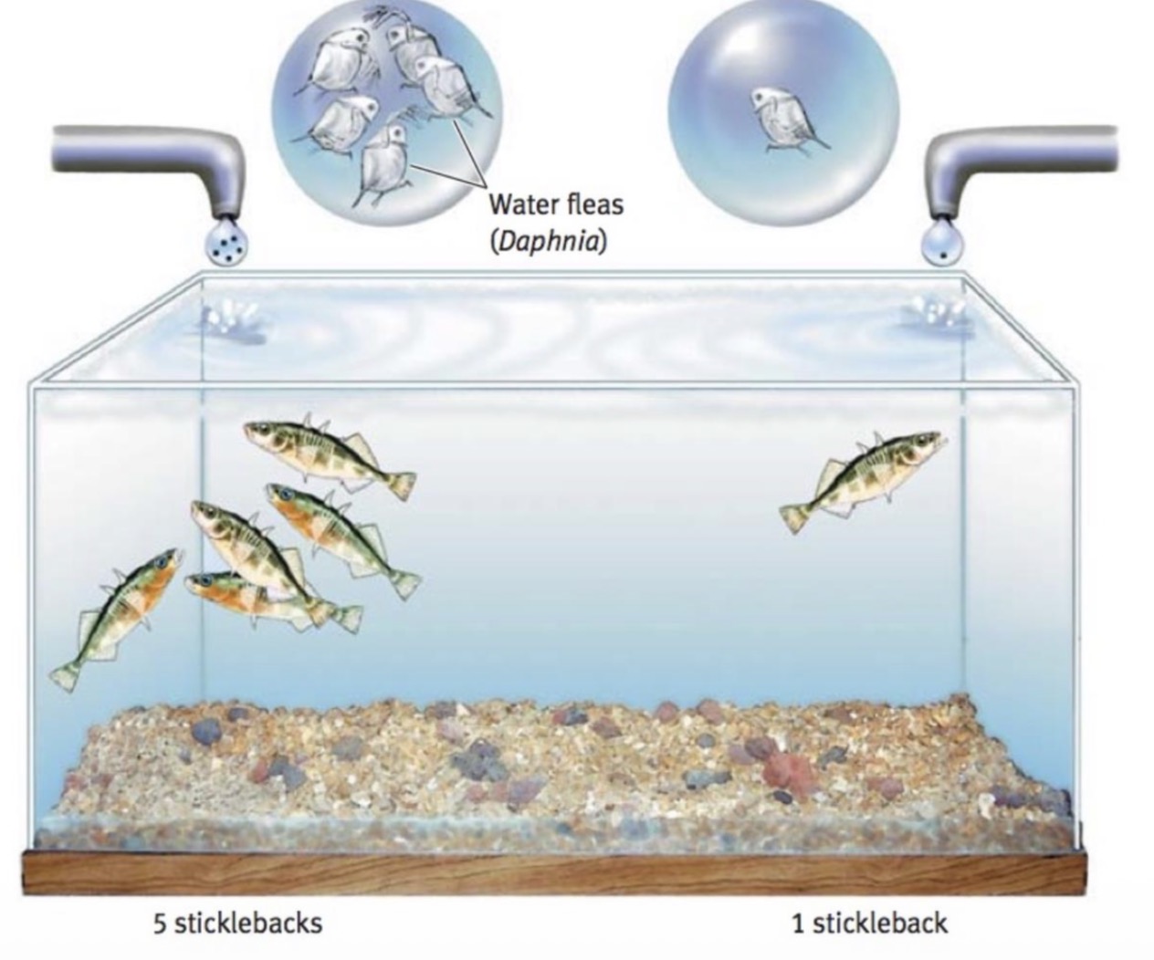 <p>Milinski 1979</p><p>Pumped differing amount of food species (Daphnia sp.) into opposing sides of a tank full of stickleback</p><p>Stickleback demonstrated IFD distribution, with equal proportions of population to food</p>