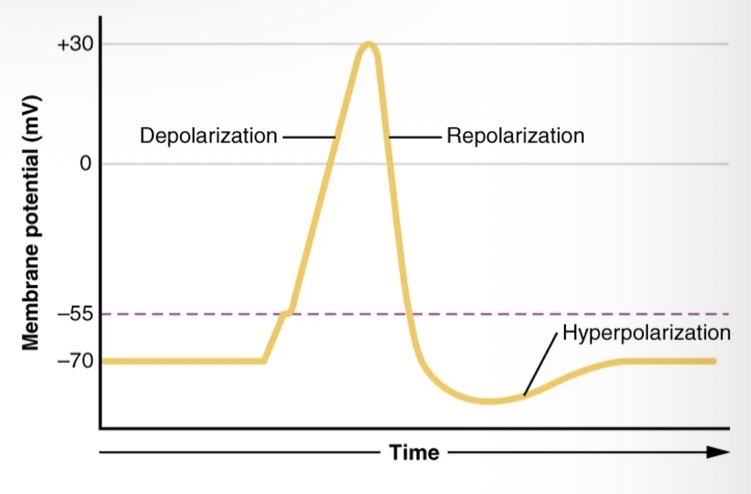 <ul><li><p>The K+ voltage gated channels take longer to close and as a result the cell membrane is repolarised beyond the resting membrane potential.</p></li></ul><p></p>