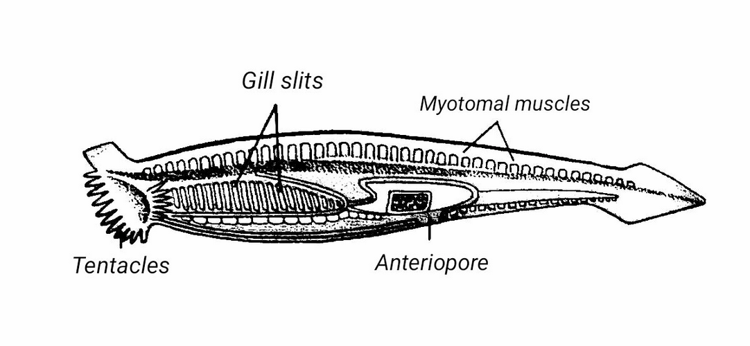 <p>anteriro tentacles</p><p>dorsal hollow nerve chord (formed by neural crest) + notochord</p>