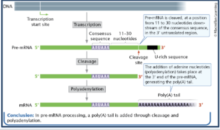 <p>polyadenylation</p>