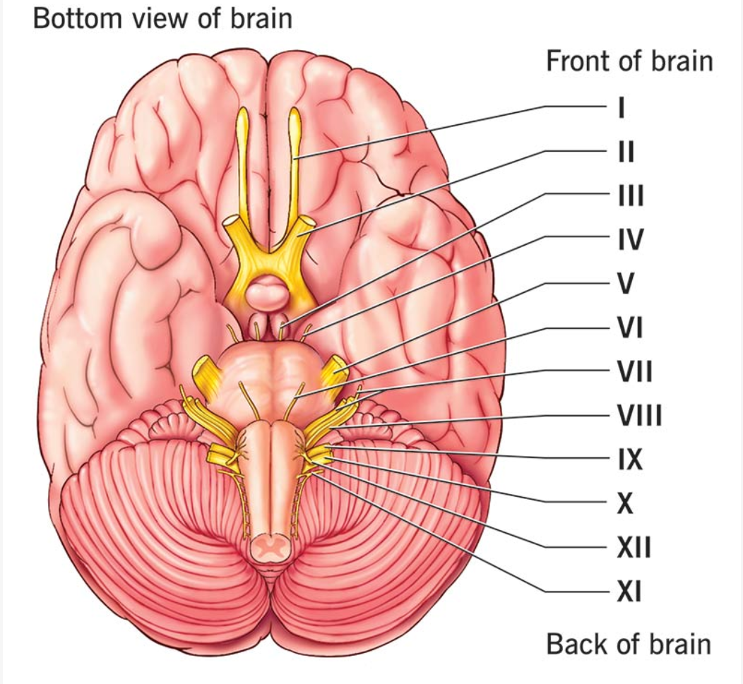 <p>What is the name and function of ll</p>