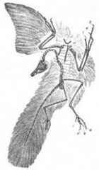 <p>It depends on how a bird is defined. There is an on going debate on this.</p>