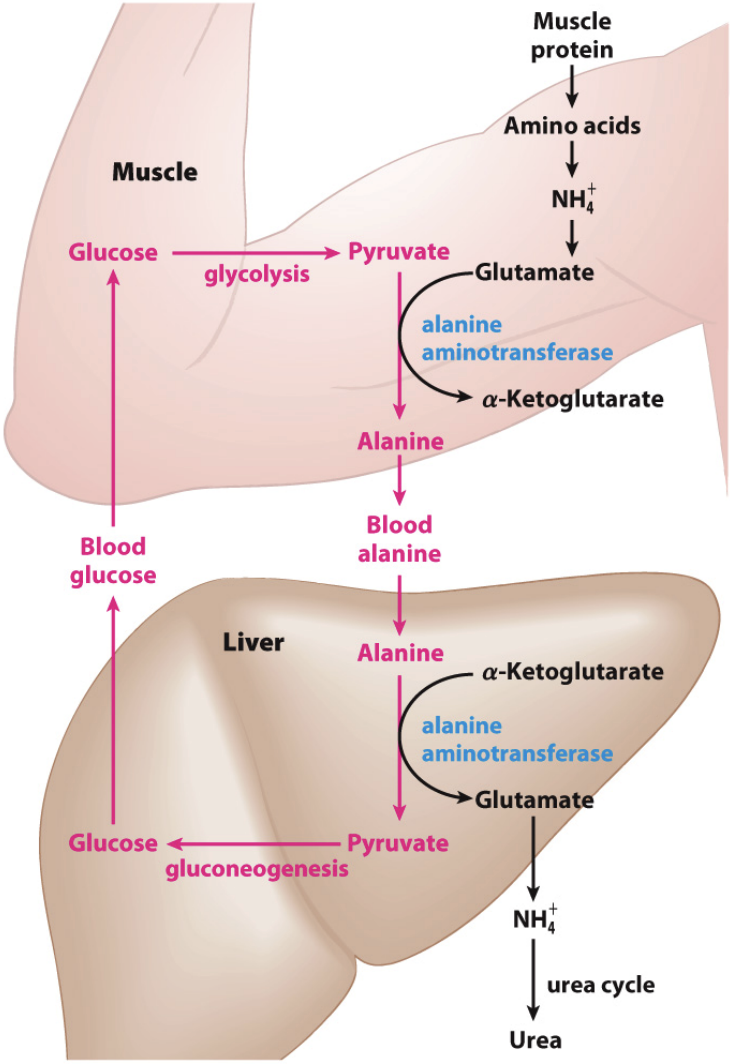 What is the glucose-alanine cycle?