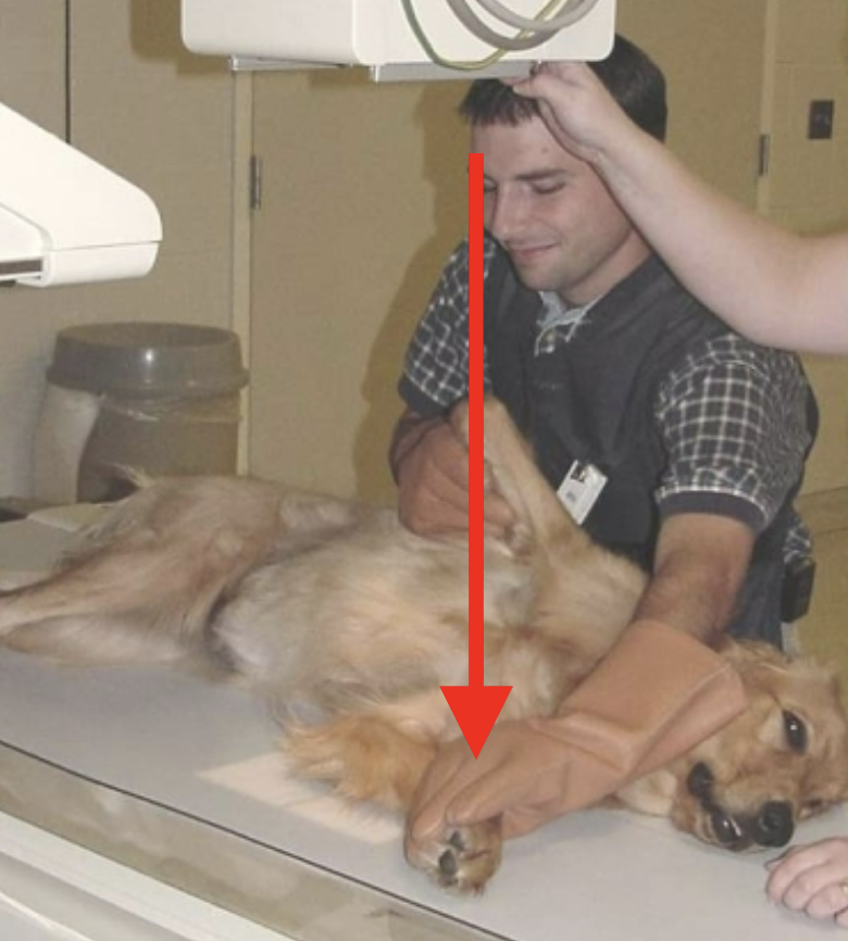 <p>what is the name of this xray </p>