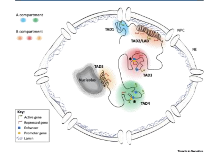 <p>helps stabilize patterns of gene expression once they are established</p><ul><li><p>ex: TADs (topologically associating domains) , which change topology of the nucleus</p></li></ul><p></p>