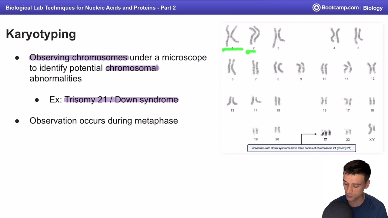 <p>observing of chromosomes under microscope during metaphase </p>
