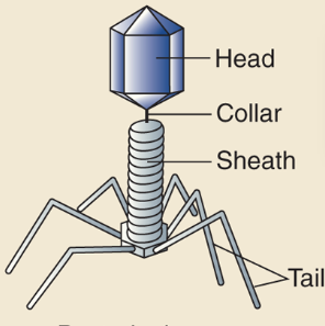 <p>Describe the morphology for <strong>Complex Viruses </strong>and give an example.</p>