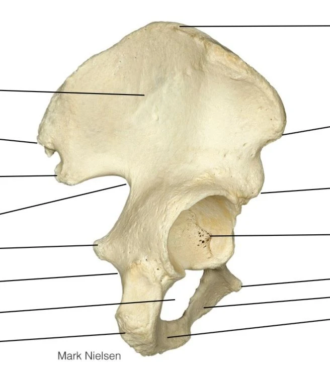 <p>what bone and facing medial or lateral</p>