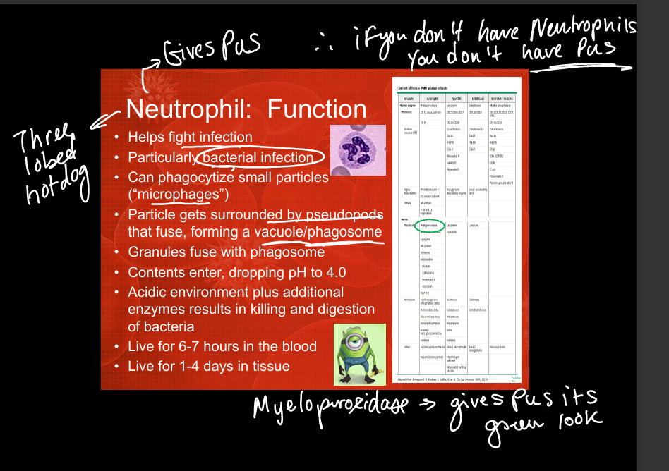 knowt flashcard image