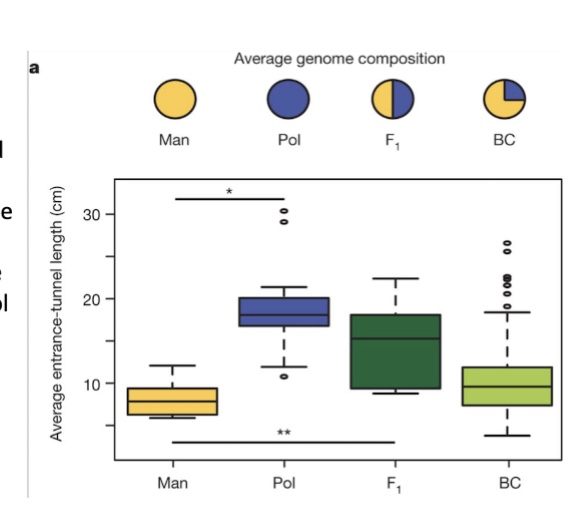 <ul><li><p>general compositions of mice shown at the top</p><ul><li><p>there is a significant difference between man (deer) and pol (beach) entrance tunnel lengths</p></li><li><p>Pol and F1 had the same tunnel lengths</p></li><li><p>BC (F1 x Man) mice ranged between the two extremes of Man and Pol</p></li></ul></li></ul><p></p>