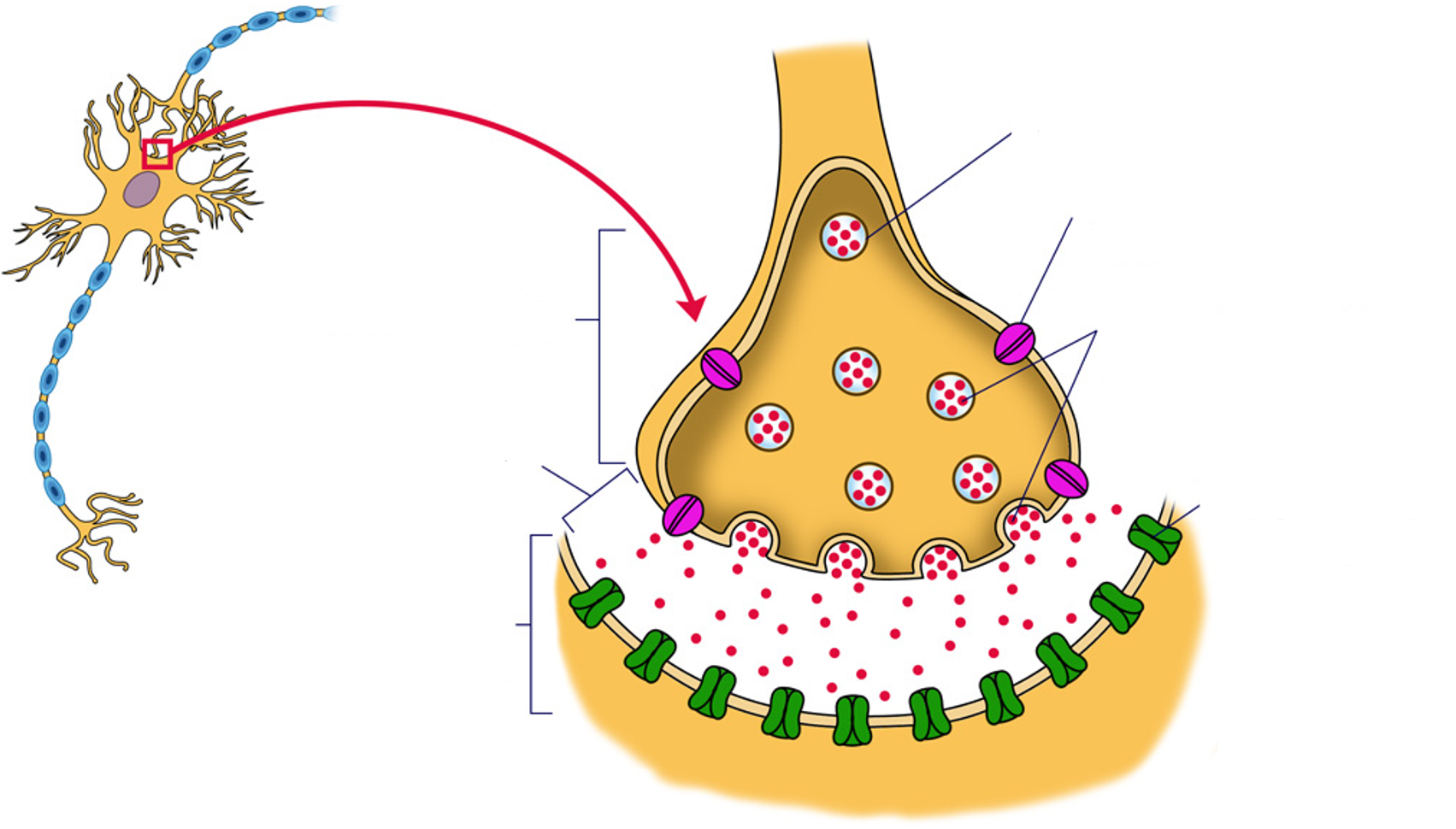 <p>Parts of a synapse</p>
