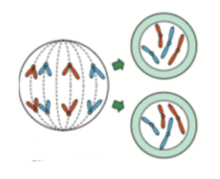 <p><span style="background-color: transparent;">This could be a cell in the process of: </span></p><ol><li><p><span style="background-color: transparent;">Mitosis</span></p></li><li><p><span style="background-color: transparent;">Meiosis</span></p></li><li><p><span style="background-color: transparent;">Either mitosis or meiosis</span></p></li></ol><p></p>