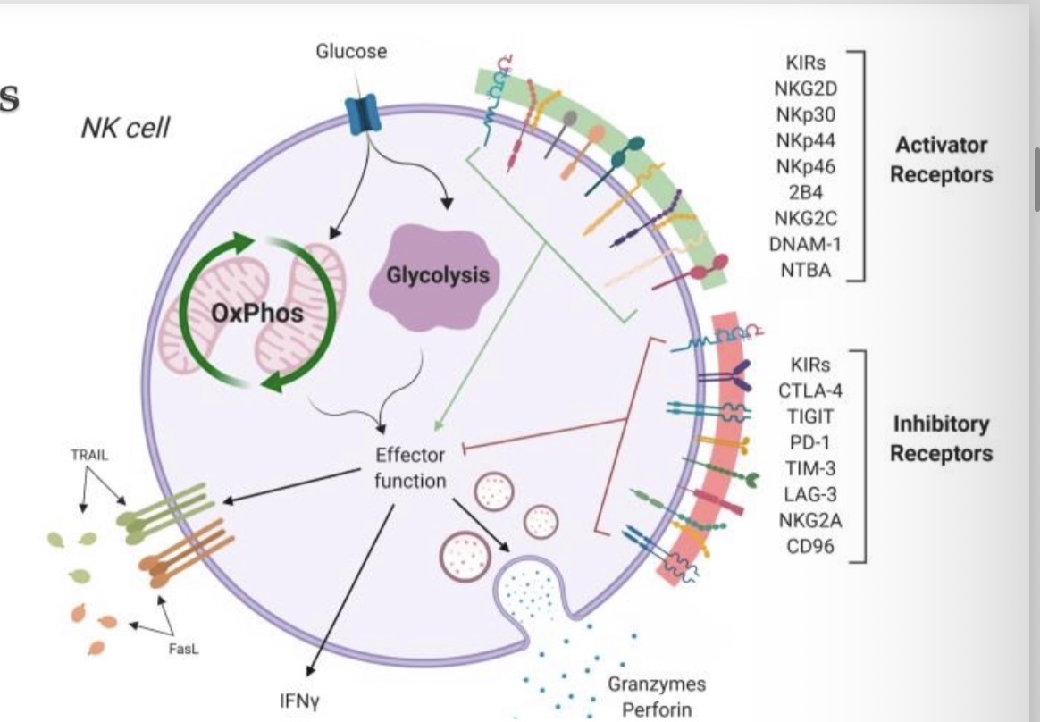 <p><span>aktyvuojasi per sudėtingą aktyvuojančių receptorių (žalia spalva) ir slopinančių receptorių (raudona spalva) tinklą. Praradus slopinimą arba sustiprėjus aktyvinantiems signalams, NK ląstelės suaktyvėja, sukeldamos medžiagų apykaitos pokyčius ir skatindamos efektorines funkcijas, įskaitant citotoksinių granulių išsiskyrimą, prouždegiminių citokinų (IFN- γ) ir ląstelių žūties receptorių (TRAIL, FasL) signalus.</span></p><p></p><ul><li><p><span data-name="red_circle" data-type="emoji">🔴</span><span><span> </span><strong><span>Normalus MHC I → slopinimas → nėra žudymo</span></strong></span></p></li><li><p><span data-name="green_circle" data-type="emoji">🟢</span><span><span> </span><strong><span>Mažas MHC I arba daug streso ligandų → aktyvacija → ląstelės žūtis</span></strong></span></p></li></ul><p></p>