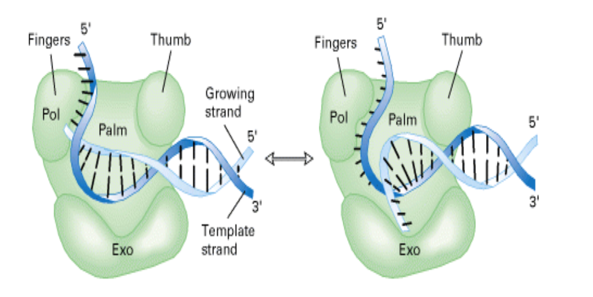 <ul><li><p>based on the correct geometry of the Watson-crick base pairs</p></li><li><p>correct pairs fit precisely into DNA polymerase activity site- A-G mismatch makes a wrong shape</p></li></ul><p></p><p>mechanism</p><ul><li><p>polymerase active site closes around the correct base pairing</p></li><li><p>it uses the amino acid residues to for a hydrogen bond</p></li><li><p>if mistached- the active site cannot close properly and there is not proper Hydrogen bonding and the polymerase pauses</p></li><li><p>it unwinds DNA about 8bp and strand shifts to 3’ to 5’ exonuclease site and removes the incorrect nucleotide by hydrolysis</p></li><li><p>error goes from 10^-3 to 10^-8 error rate</p></li></ul><p></p>