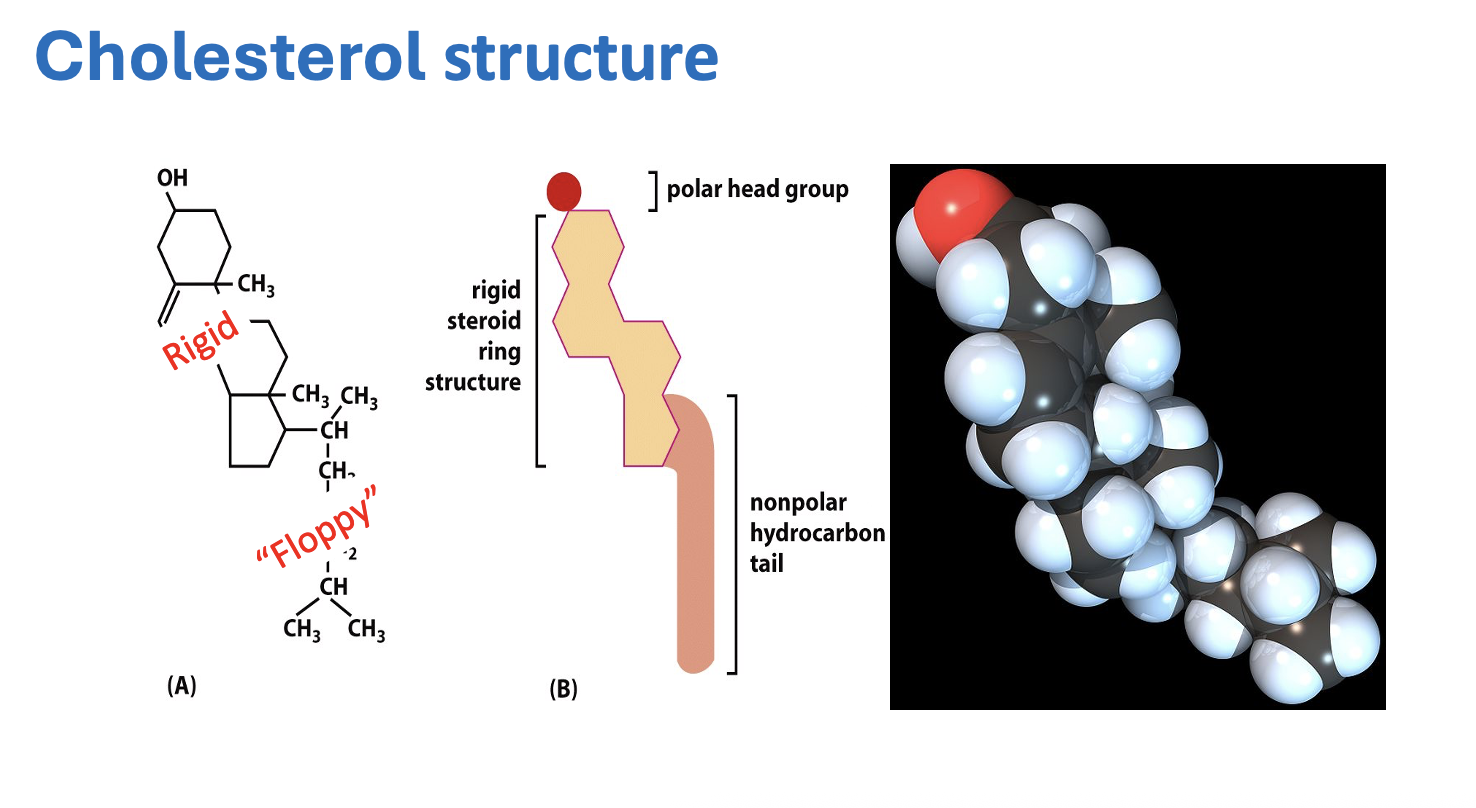 <p>sterol lipid </p><ul><li><p>4 fused hydrocarbon rings - rigid, non-polar </p></li><li><p>hydroxyl group - polar, hydrophilic </p></li><li><p>short hydrocarbon tail - more fluid, non polar, hydrophobic </p></li></ul><p></p><p>increases fluidity in middle of membrane (flexible tail)</p><p>decreases fluidity at edge of membrane (steroid ring)</p><p></p>
