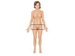 <p>front of hips region</p>