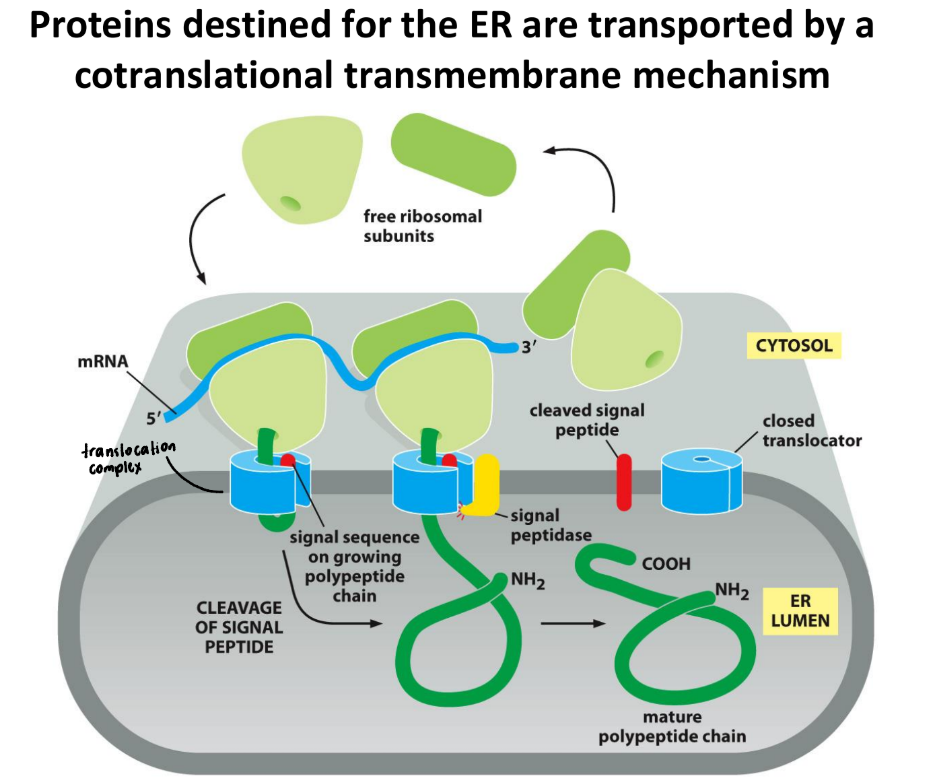 <ul><li><p>Ribosomes bound through nascent chains</p><ul><li><p><strong>Nascent chains</strong> = protein molecule in process of being synthesized by ribosome</p></li><li><p>Proteins = co-translationally inserted into membrane</p></li></ul></li></ul><ol><li><p>Signal Recognition Particle (SRP) recognizes specific signal sequence on protein → pauses translation</p></li><li><p>Ribosome + nascent protein chain directed to SRP receptor on ER</p></li><li><p>Ribosome = anchored to ER membrane by translocon</p><ol><li><p><strong>Translocon</strong> = protein channel in ER membrane</p></li></ol></li><li><p>Translation resumes when ribosome = bound to translocon</p><ol><li><p>Pushes protein directly into lumen → embedded in ER membrane</p></li></ol></li></ol><p></p>