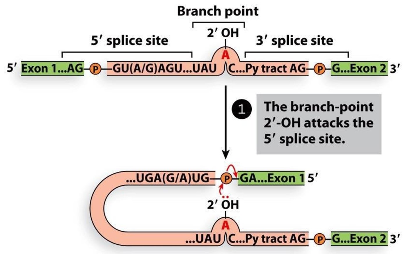 <p>A reaction where the 2'-OH of a branch site A attacks the 5' splice site, facilitating the splicing process.</p>