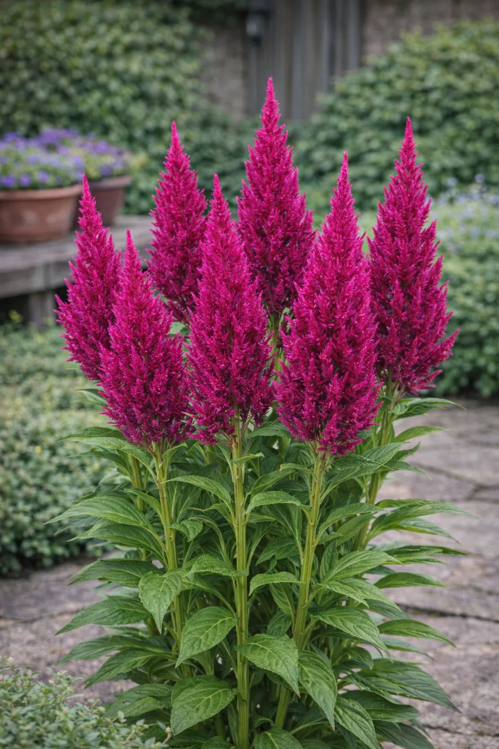 <p>Amaranthaceae Celosia argentea</p>