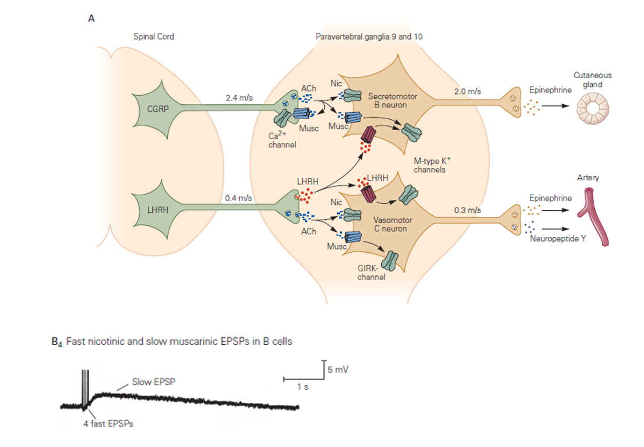 <p>Beschrijf de fast nicotinic + slow muscarinic EPSP in B-neuronen (B4)</p>