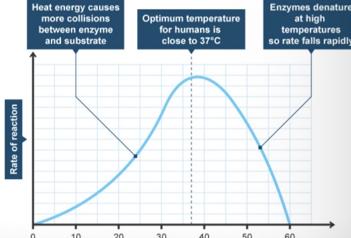 <p>Factors affecting Enzyme Action</p>