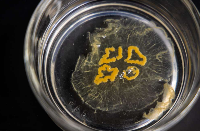 <p>What phylum is this?</p>