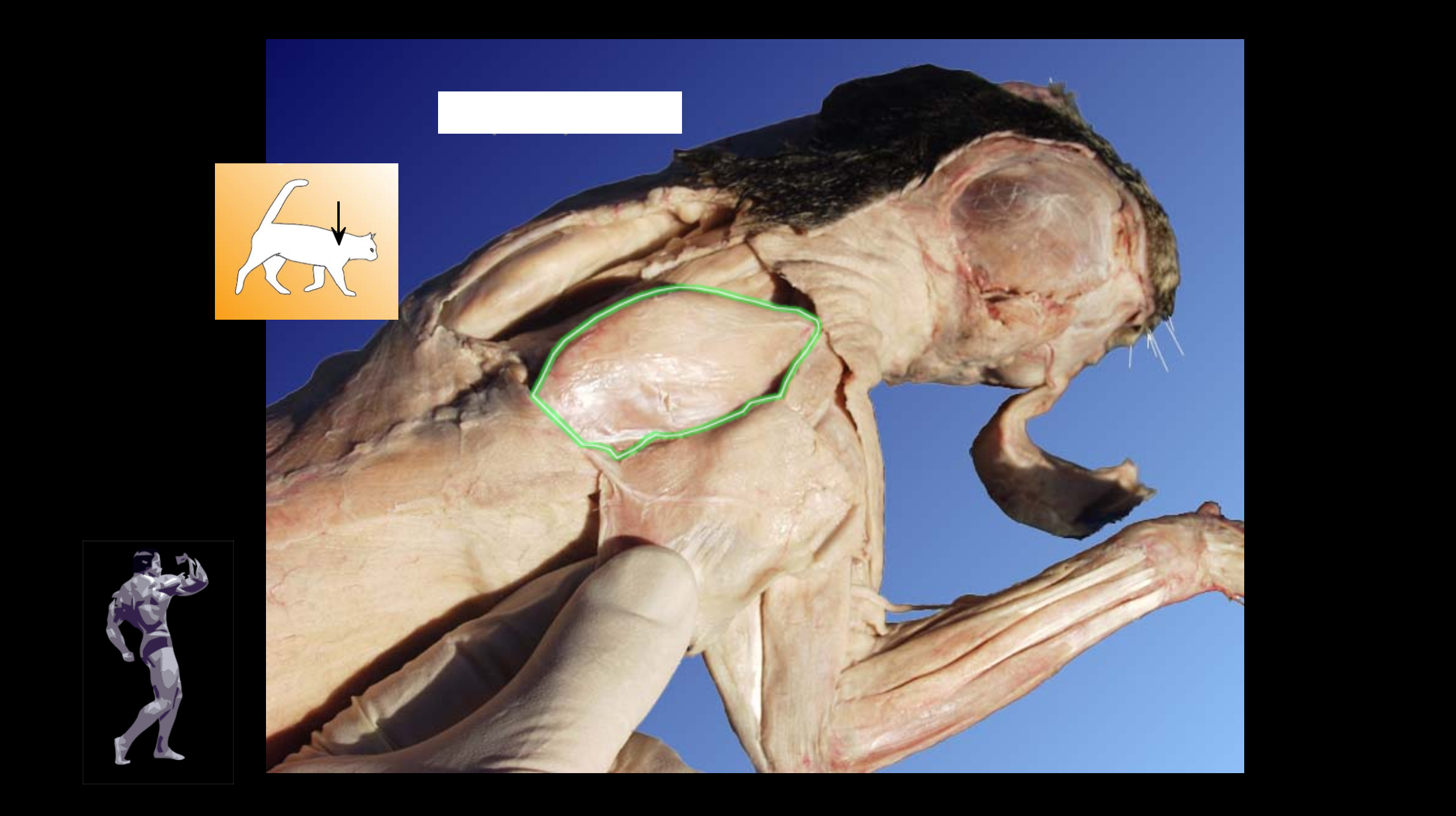 <p>Muscle and Action </p>