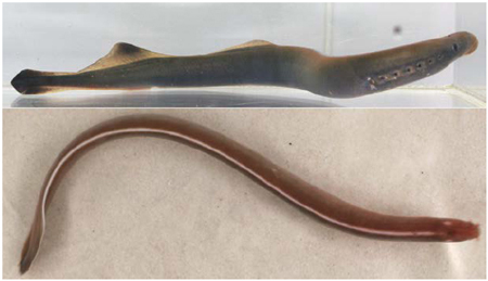 <ul><li><p>eel-like with scaleless skin</p></li><li><p>lack paired fins</p></li><li><p>fully functional notochord as adults</p></li><li><p>cartilaginous skeleton</p></li></ul><p></p>