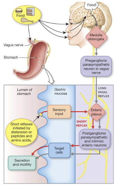 <ul><li><p>The cephalic phase begins before food is consumed and can last 3-4 hours; initiated by external stimuli such as sight, smell, or anticipation of food</p></li><li><p>The stimuli are processed in the brain, primarily in the medulla, activating a vagal reflex via the vagus nerve which stimulates gastric secretion and motility in preparation for digestion</p></li><li><p>During this phase food is masticated (chewed) in the mouth and mixed with saliva to form a bolus that is swallowed</p></li></ul><p></p>