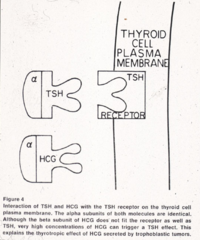 <p>Graves Disease: thyroid stimulating immunoglobulins fit into and bind to the TSH receptor in the thyroid (TSH decreased)</p><p>Pregnancy-related hyperthyroidism: hCG, LH, and FSH can also bind to the TSH receptor (TSH decreased) due to having the same alpha subunits but slight different beta subunits</p>
