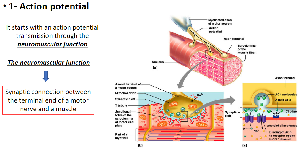 <p><strong>Neuromuscular Junction</strong><br> Synaptic connection between the <strong>terminal end of a motor nerve</strong> and a <strong>muscle fiber</strong></p><p><strong>Action Potential</strong><br> Muscle contraction begins with an <strong>action potential</strong><br> Signal is transmitted through the <strong>neuromuscular junction</strong> to the <strong>muscle fiber</strong></p><p><strong>Key Point</strong><br> <strong>Neuromuscular junction</strong> converts <strong>nerve signals into muscle activation</strong>)</p>