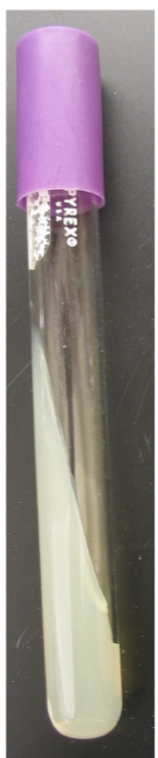 <p>Describe Slat </p>