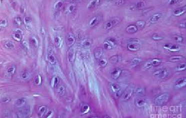 <p>ID Tissue (Be Specific)</p>