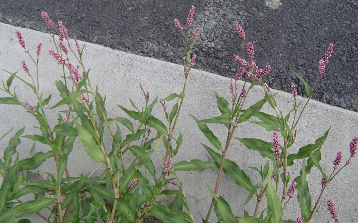 <p><strong>Plant family:</strong> Polygonaceae<br><strong>Life cycle:</strong> Summer annual<br><strong>Key persistence / spread:</strong> Seed<br><strong>Farming systems:</strong> Moist crops and pastures</p><p><strong> How to identify</strong></p><p>It is an upright annual with jointed stems and narrow, spear‑shaped leaves. Leaves often show a darker blotch near the centre.</p><p>A papery ocrea surrounds the stem at each node, confirming its polygonaceae identity. Flowers are pink and tightly clustered at the ends of stems.</p><p>Unlike water pepper, it lacks a peppery taste and prefers slightly drier soils.</p>