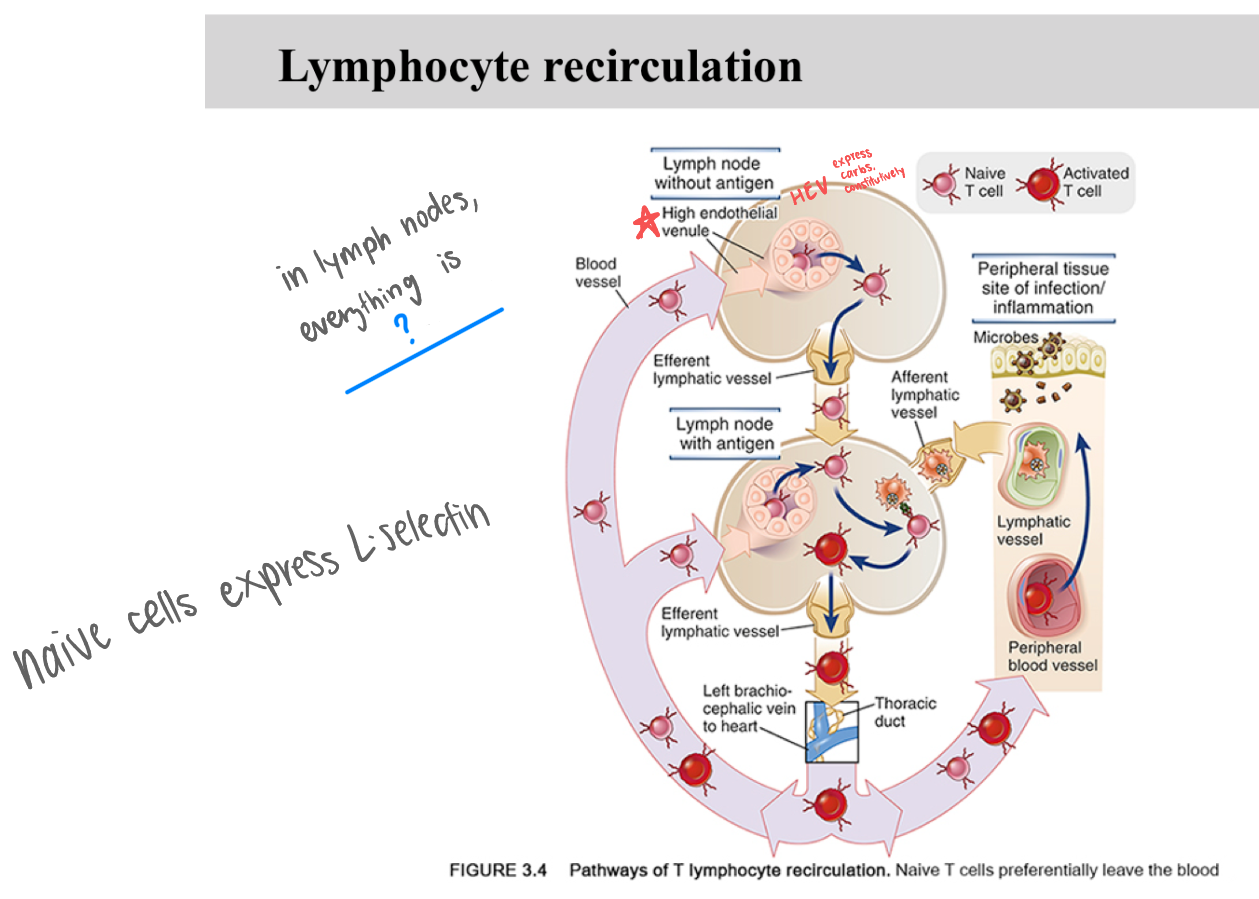 <p>In lymph nodes, everything is _</p>