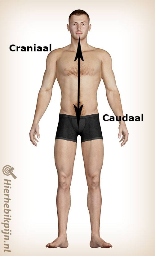 <p>Superior - inferior ; craniaal - caudaal</p>