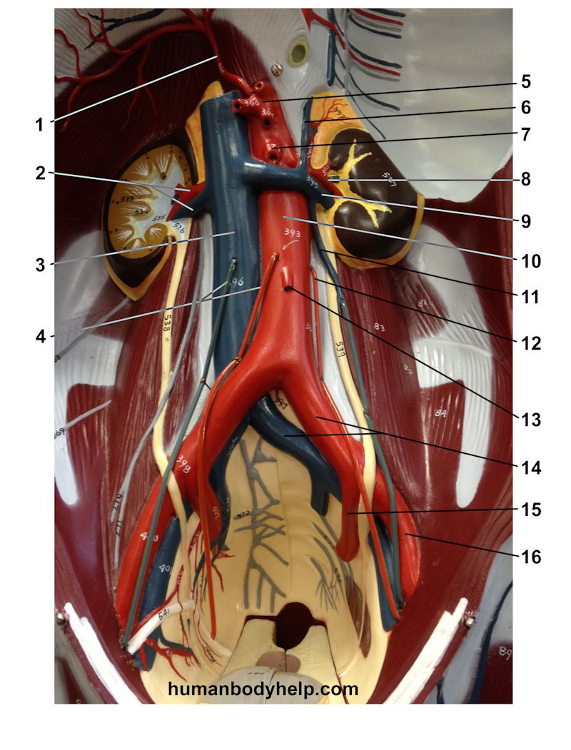 <p>Name the vessel in the flat body model, pointed at <strong>Label 6</strong></p>