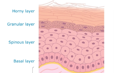<ul><li><p>basal layer → spinous layer → granular layer → horny layer</p></li></ul><p></p>